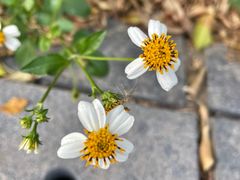 -华侨城湿地公园