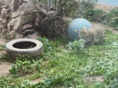 -青藏高原野生动物园