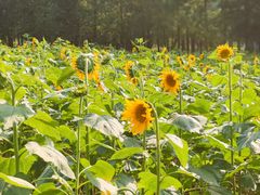 -长白岛森林公园