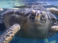 -烟台海昌鲸鲨海洋公园