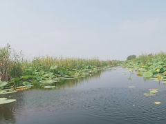 -白洋淀风景区