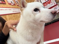 -和它·交个朋友·狗咖猫咖(爱琴海店)