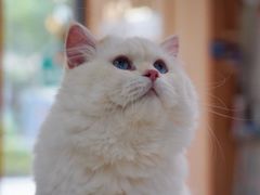-山宅一喵德文卷毛猫舍