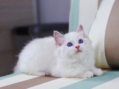 -Bastet sally猫舍购宠(静安店)