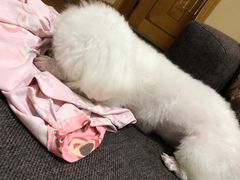 -瑞派紫金宠物医院24小时·骨科·中兽医·重症转诊中心(番禺大石院)