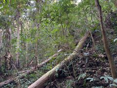 -西双版纳基诺山寨