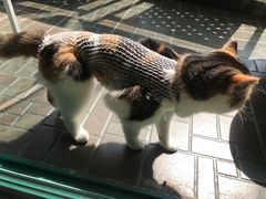 -甄爱宠物医院(疏影路店)