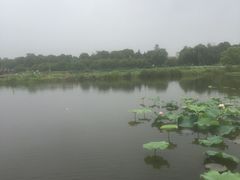 -荷塘月色湿地公园·向阳花洲