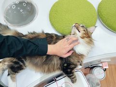 -COLOR PETS 撸猫馆·购猫·猫咖(长风大悦城店)