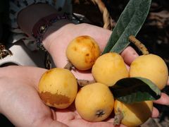 -东山风景区(洞庭东山)