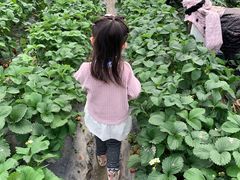 -小鱼草莓采摘园农家乐·小鱼餐厅