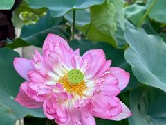 -厦门园林博览苑