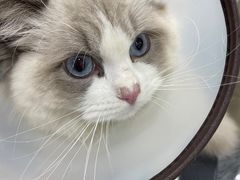 -爱洗澡的猫(天河路店)