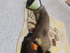 -谐和贝康宠物医院24小时·宠保定点(急重症转诊中心)