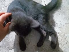 -宠福鑫康馨动物医院·骨科·眼科