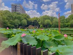 -陈家山荷花公园