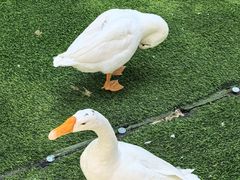 -拾溪餐厅(杭州千禧度假酒店)