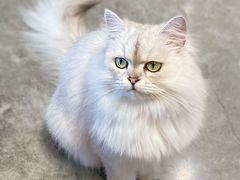 -瞄一喵猫咖(格力海岸店)
