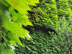 -中国茶叶博物馆(双峰馆区)