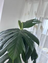 -HEYAN荷妍专业脱毛连锁机构