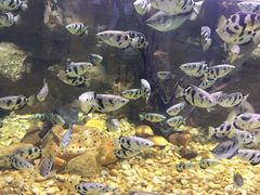 -迪拜水族馆及水下动物园