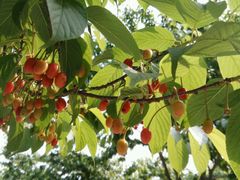 -绵阳盛世樱花悠乐谷