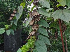 -广州神农草堂中医药博物馆