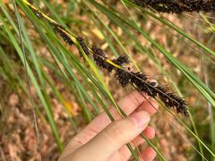 -广州白江湖森林公园