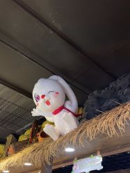 -卡通尼·Safari非洲探索乐园·生日会(金桥国际商业广场店)