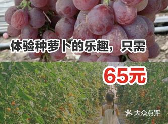 体验种萝卜的乐趣，只需65元