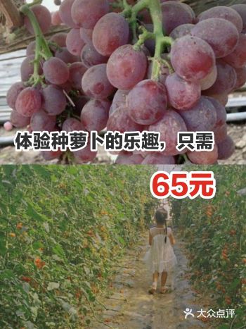 体验种萝卜的乐趣，只需65元