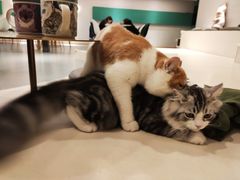 -飞行喵MR PILOT|猫舍·猫咖(静安大融城店)
