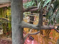 -正佳雨林生态植物园
