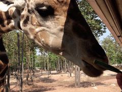 -清迈夜间动物园