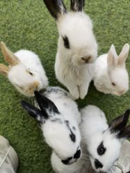 -萌宠亲子动物乐园(槐房万达店)