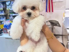 -帕帕拉兹宠物(亚洲旗舰店)