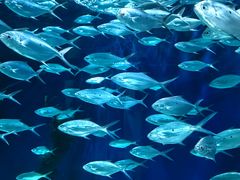 -上海海洋水族馆