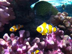 -暹罗海洋世界