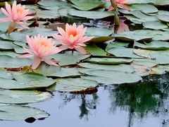 -白鹭湾湿地公园