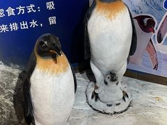 -合肥海洋世界