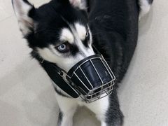 -共舞时光猫咖·狗咖(新街口店)