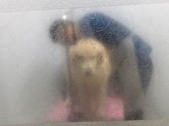 -瑞派雷欧宠物医院·中兽医·眼科·急重症转诊中心(黄台店)