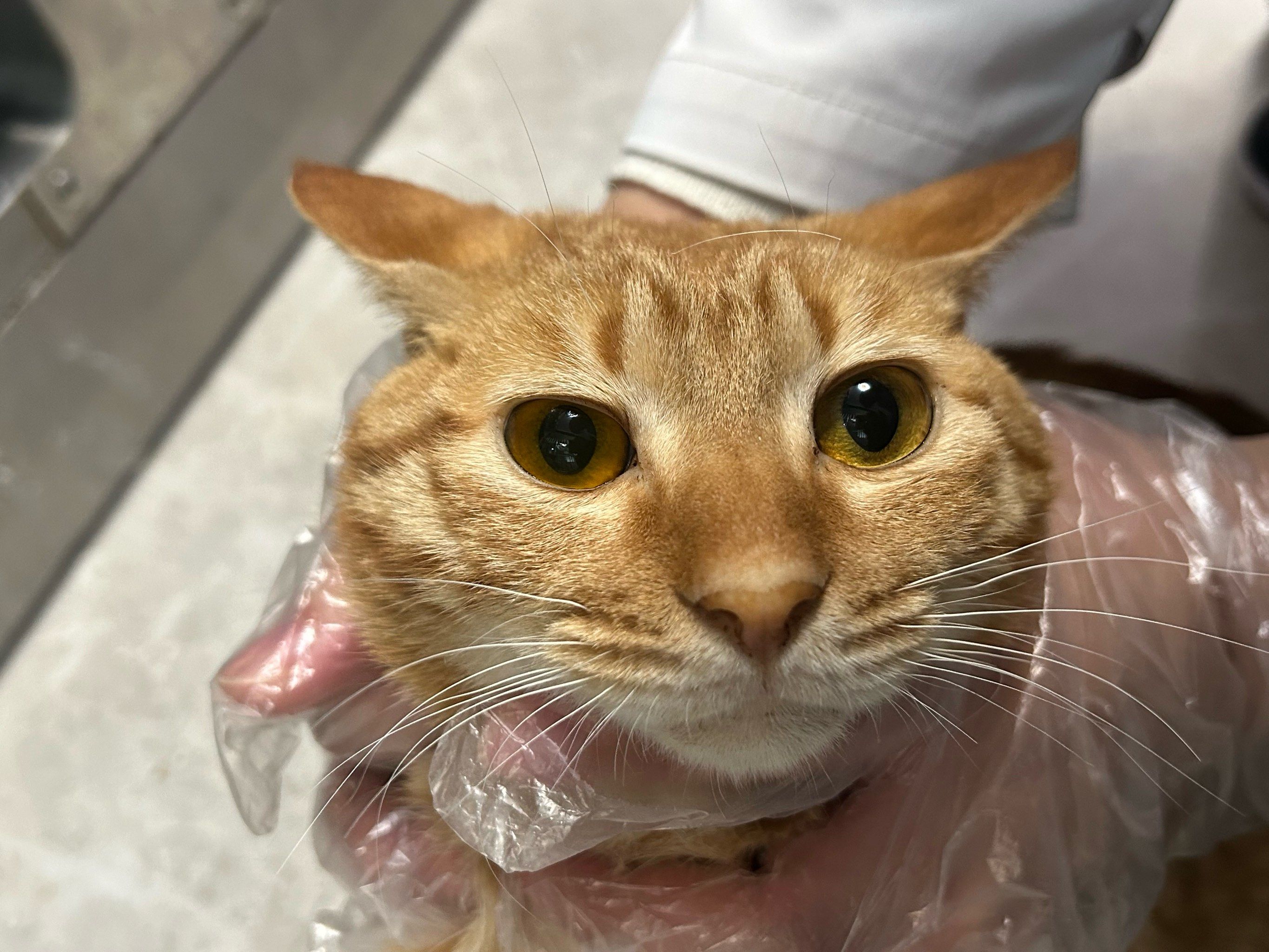 猫咪腹水
