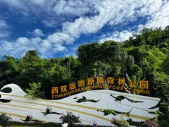 -西双版纳原始森林公园