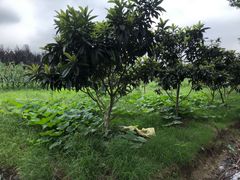 -呼吸森林·生态农庄农家乐私房菜