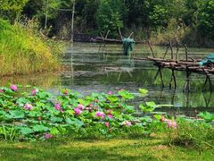 -泗洪洪泽湖湿地景区