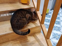 -猫的天空之城概念书店(杭州南宋御街店)