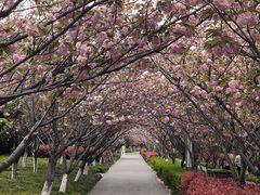 -高东镇樱花园