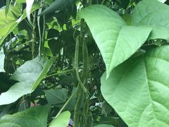 -万源龙顺度假庄园生态观光园