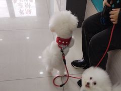 -天宠宠物医院24小时·急重症诊疗中心·全科·腔镜特色(和平分院)